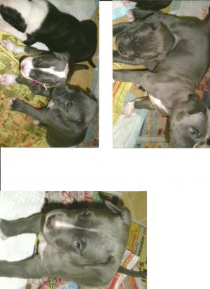 BluenosePitbullmastiffPuppiesforSale